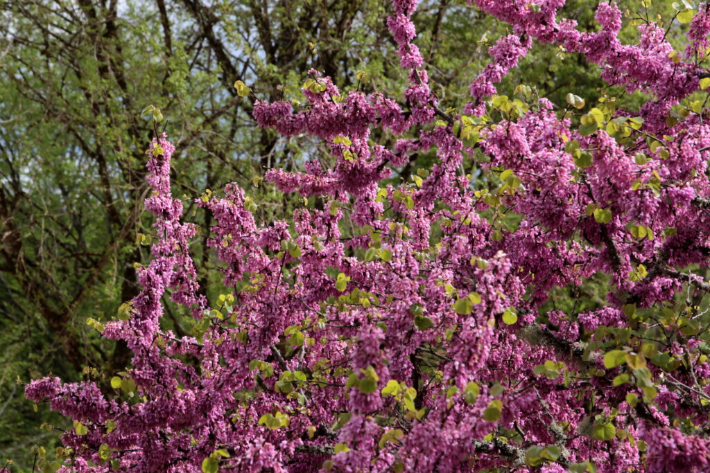 Arbre de Judée en fleurs